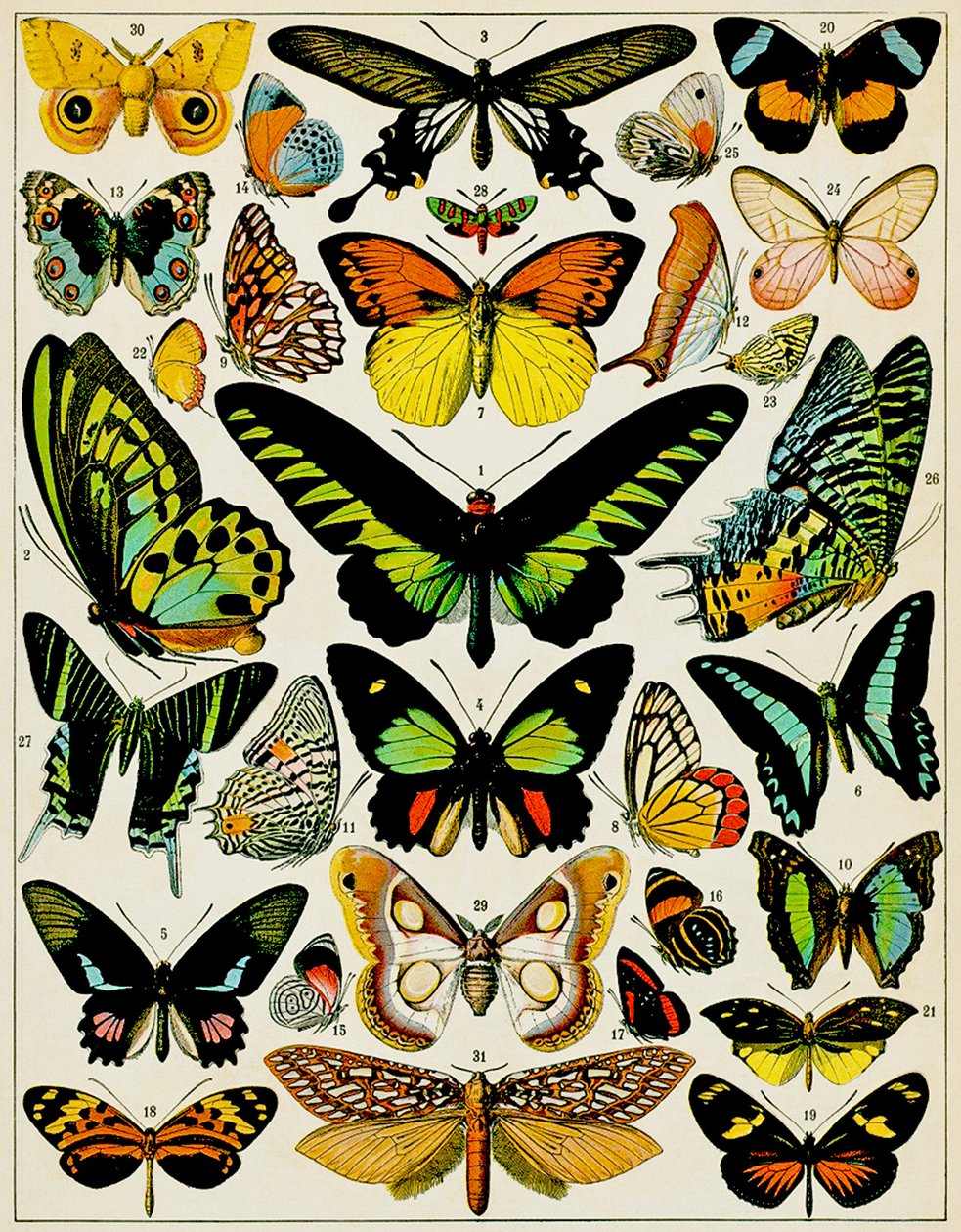 Ilustración de mariposas y polillas c.1923 de Adolphe Philippe Millot