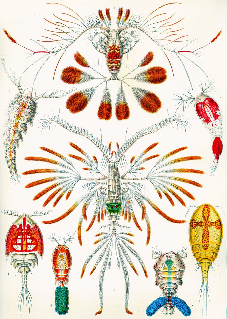 Ilustración de copépodos de Adolphe Philippe Millot