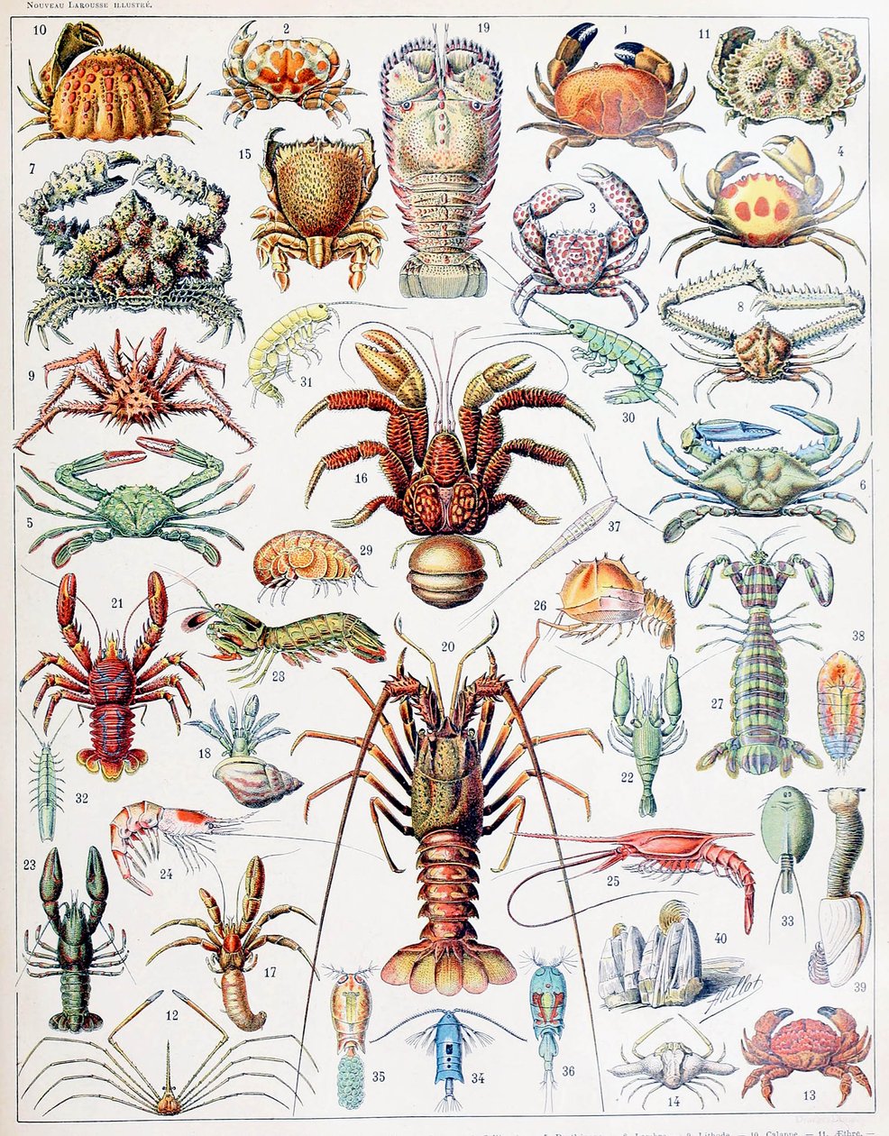 Ilustración de crustáceos c.1923 de Adolphe Philippe Millot
