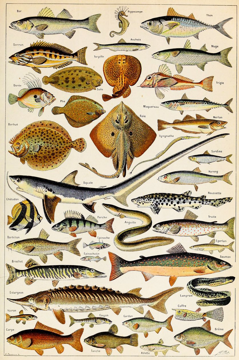 Ilustración de peces comestibles de Adolphe Philippe Millot