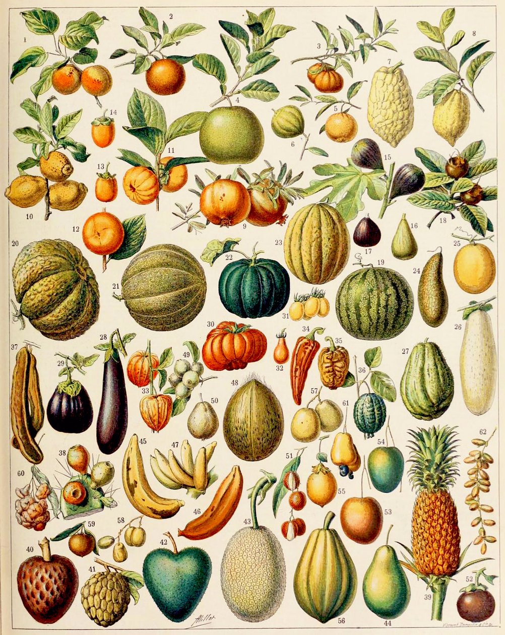 Ilustración de frutas de Adolphe Philippe Millot
