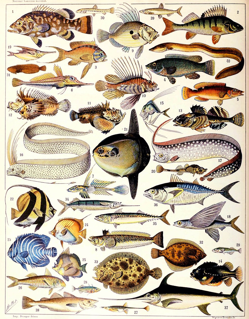 Ilustración de peces marinos c.1923 de Adolphe Philippe Millot