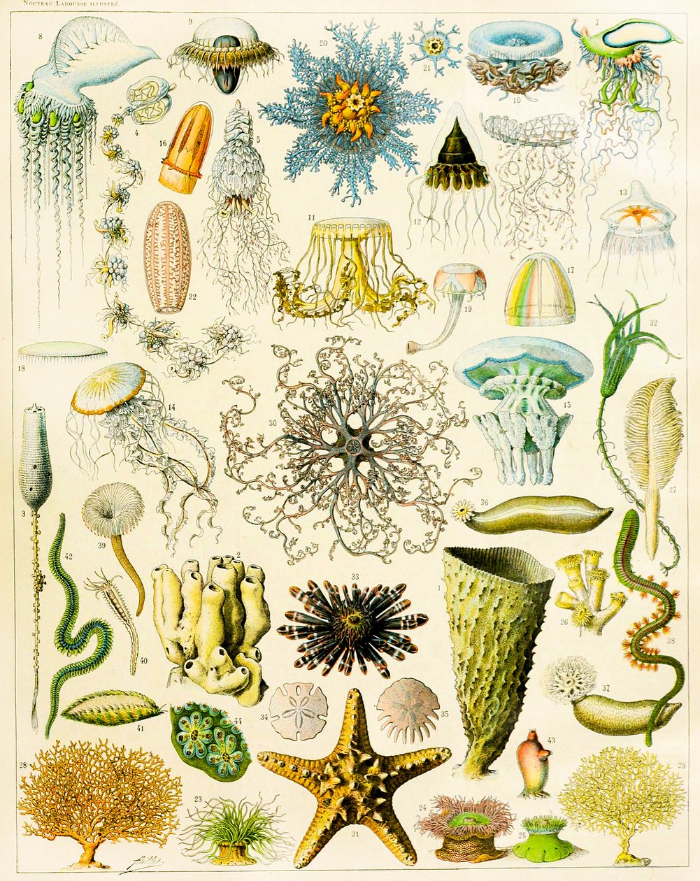 Ilustración de organismos marinos c.1923 de Adolphe Philippe Millot