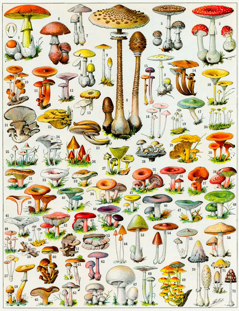 Ilustración de hongos c.1923 de Adolphe Philippe Millot