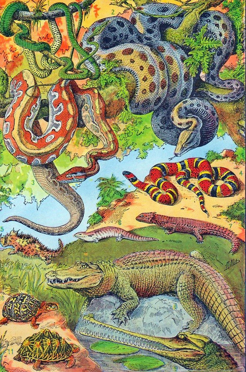 Ilustración de reptiles de Adolphe Philippe Millot