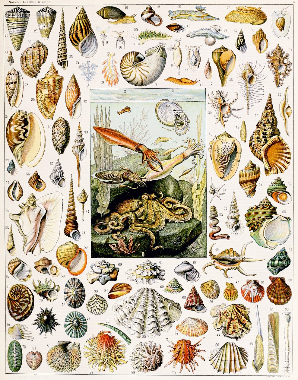 Ilustración de conchas marinas c.1923 de Adolphe Philippe Millot
