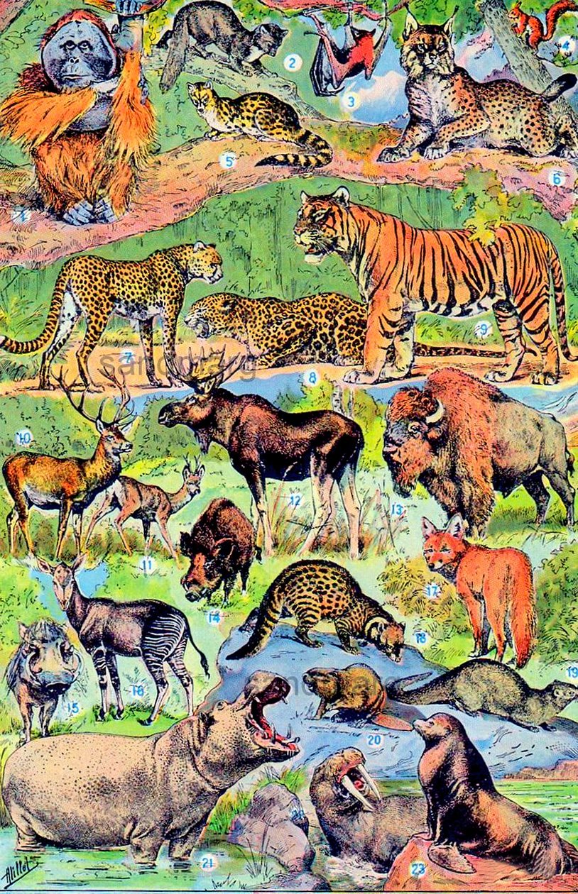 Ilustración de animales salvajes de Adolphe Philippe Millot