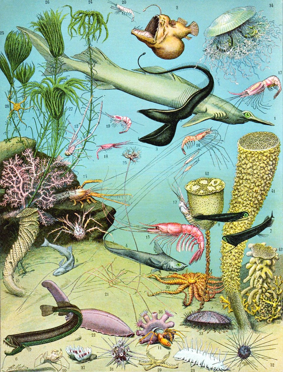 Ilustración de un ecosistema de aguas profundas de Adolphe Philippe Millot