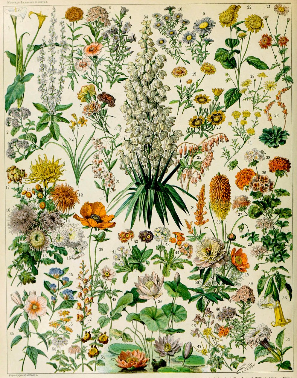 Ilustración de plantas con flores c.1923 de Adolphe Philippe Millot