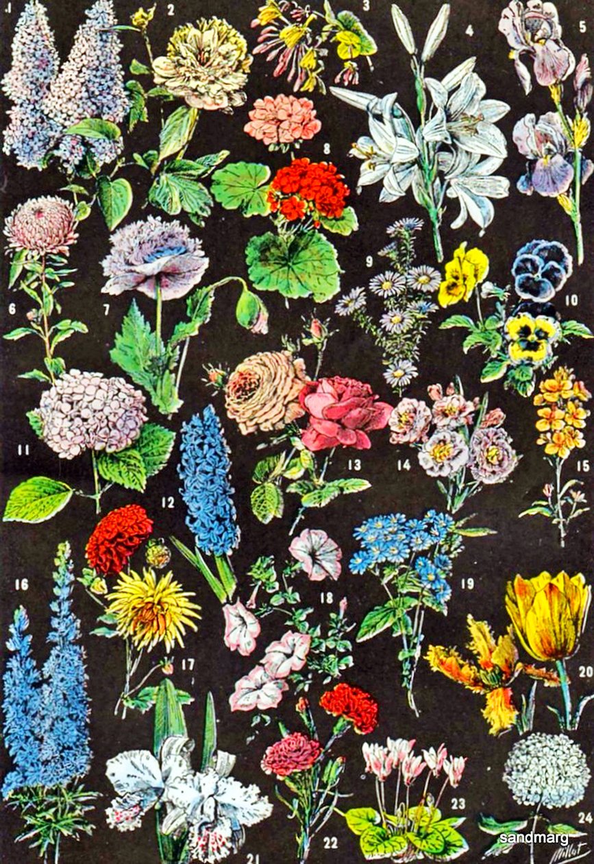 Ilustración de flores de jardín de Adolphe Philippe Millot