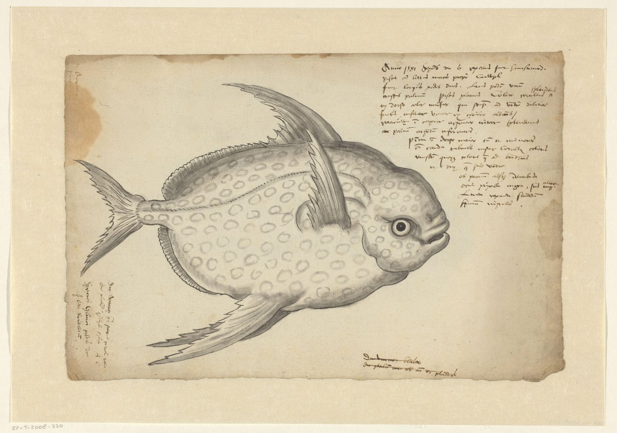 Pez rey (Lampris guttatus) de Adriaen Coenen