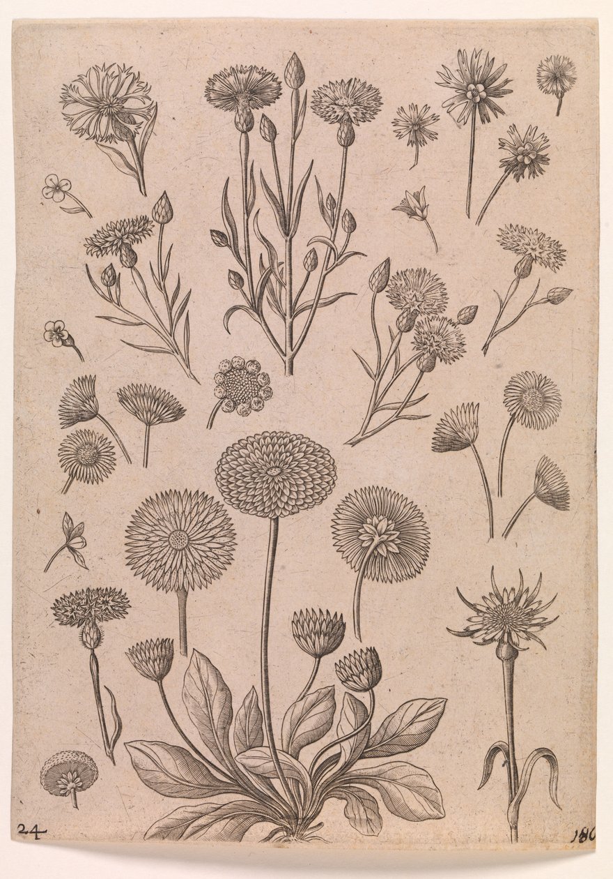 Acianos de Adriaen Collaert
