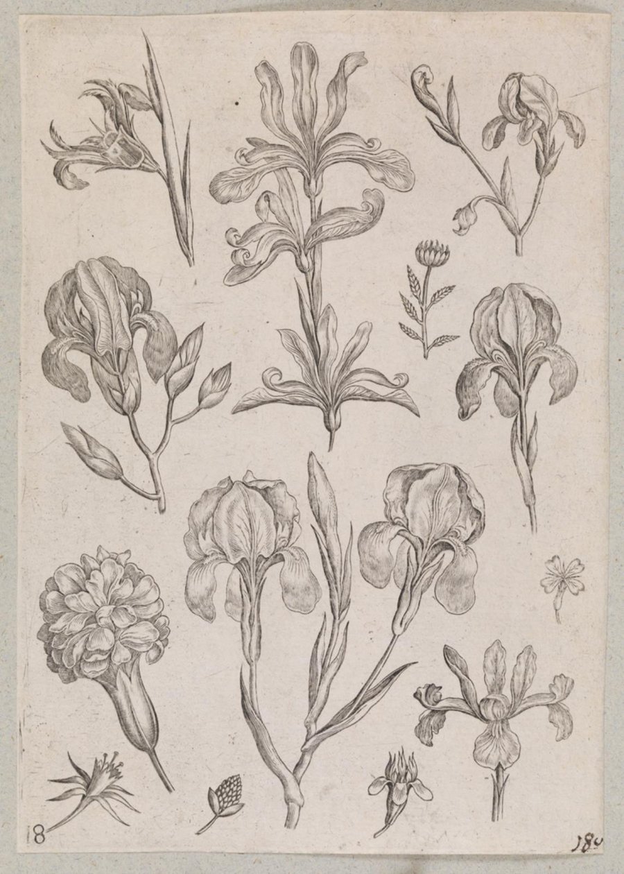 Iris de Adriaen Collaert