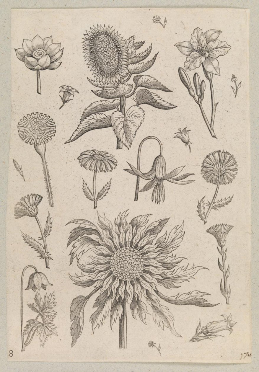 Dos girasoles de Adriaen Collaert