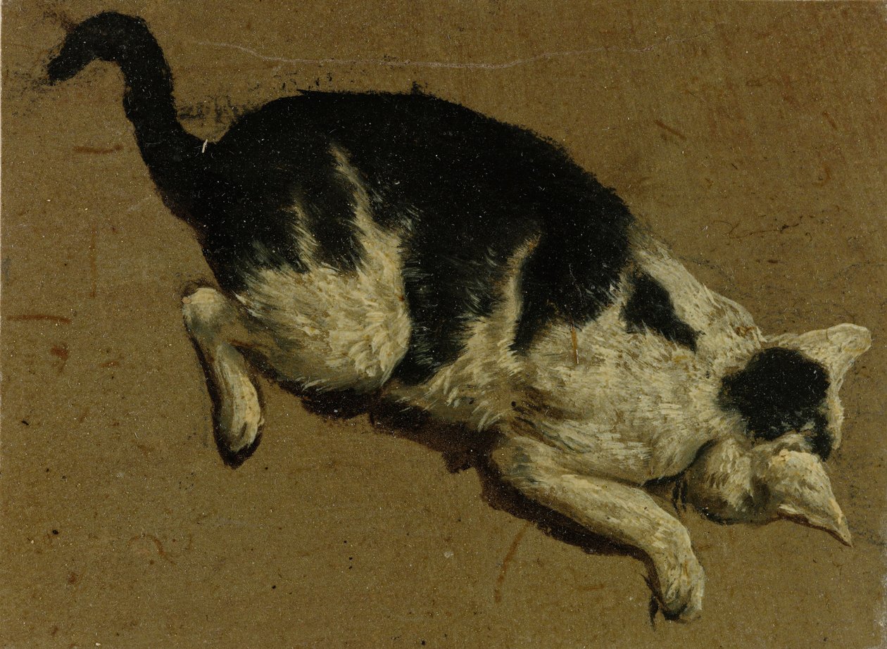 Gato desde arriba de Adriaen van de Velde