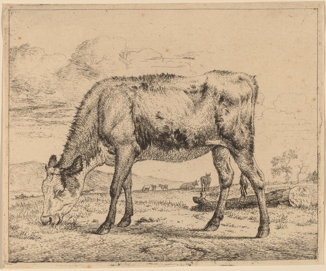 Ternero pastando de Adriaen van de Velde