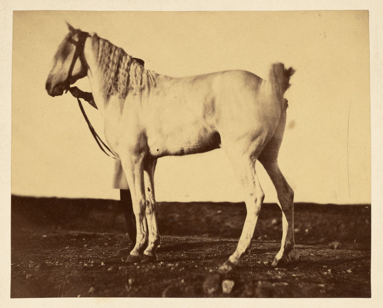 [Caballo] de Adrien Alban Tournachon