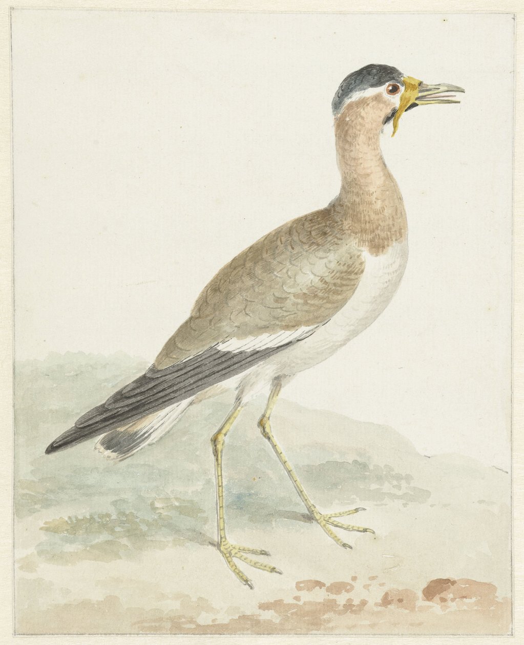 Una avefría amarilla de Aert Schouman (possibly)