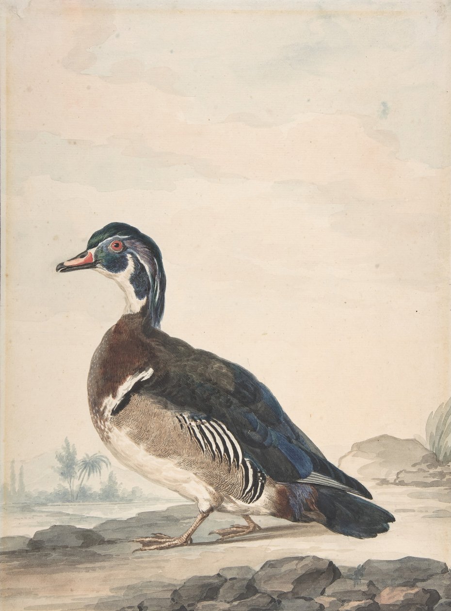 Un pato, 1725-92 de Aert Schouman