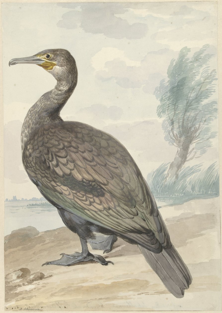 Cormorán de Aert Schouman
