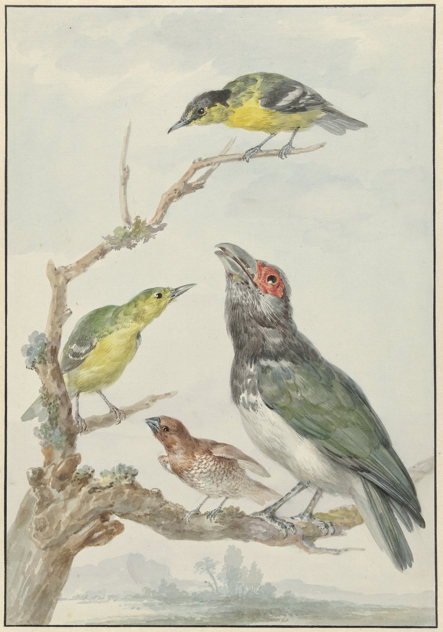 Cuatro pájaros diferentes en una rama de Aert Schouman