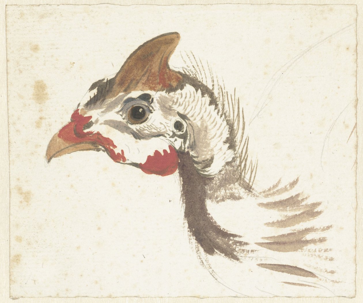 Cabeza de una gallina de Guinea con casco de Aert Schouman