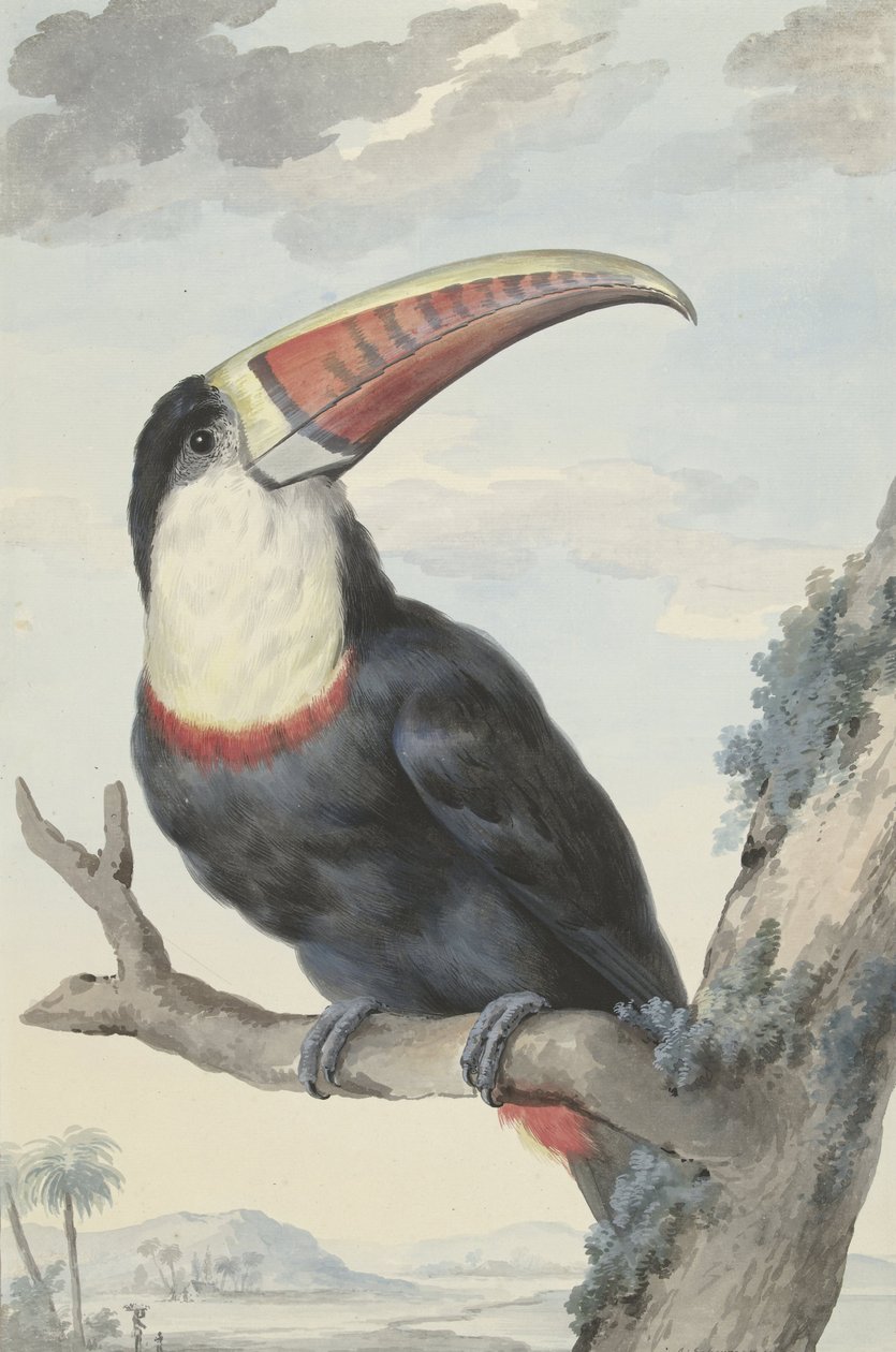 Tucán de pico rojo, 1748 de Aert Schouman