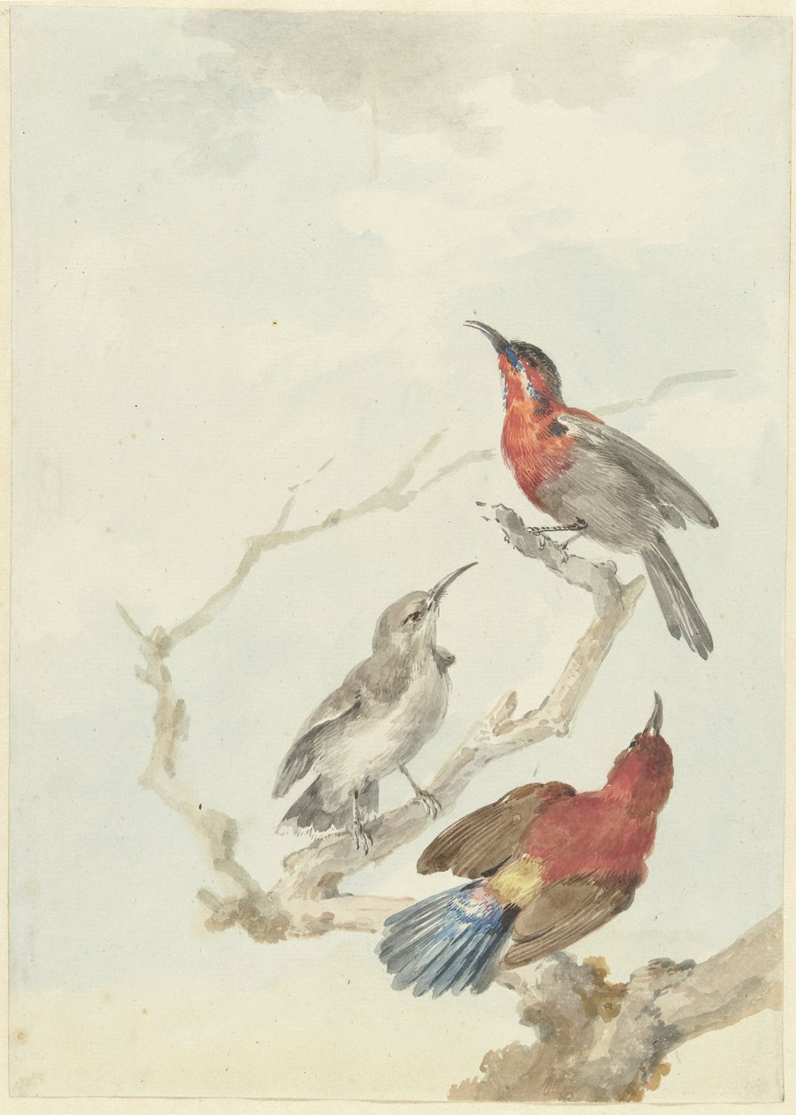 Tres pájaros de sol carmesí de Aert Schouman