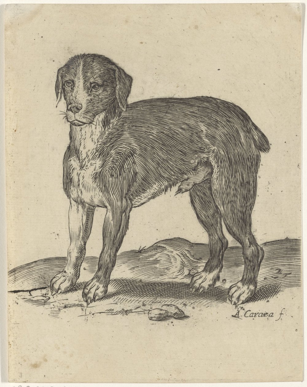 Perro de pie de Agostino Carracci