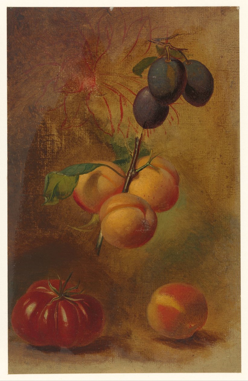Bodegón con ciruelas, albaricoques y tomate de Albertus Steenbergen