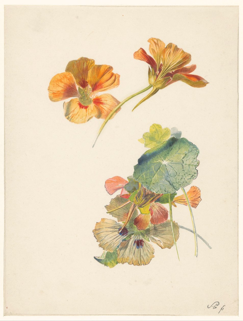 Hoja de estudio con capuchinas de Albertus Steenbergen