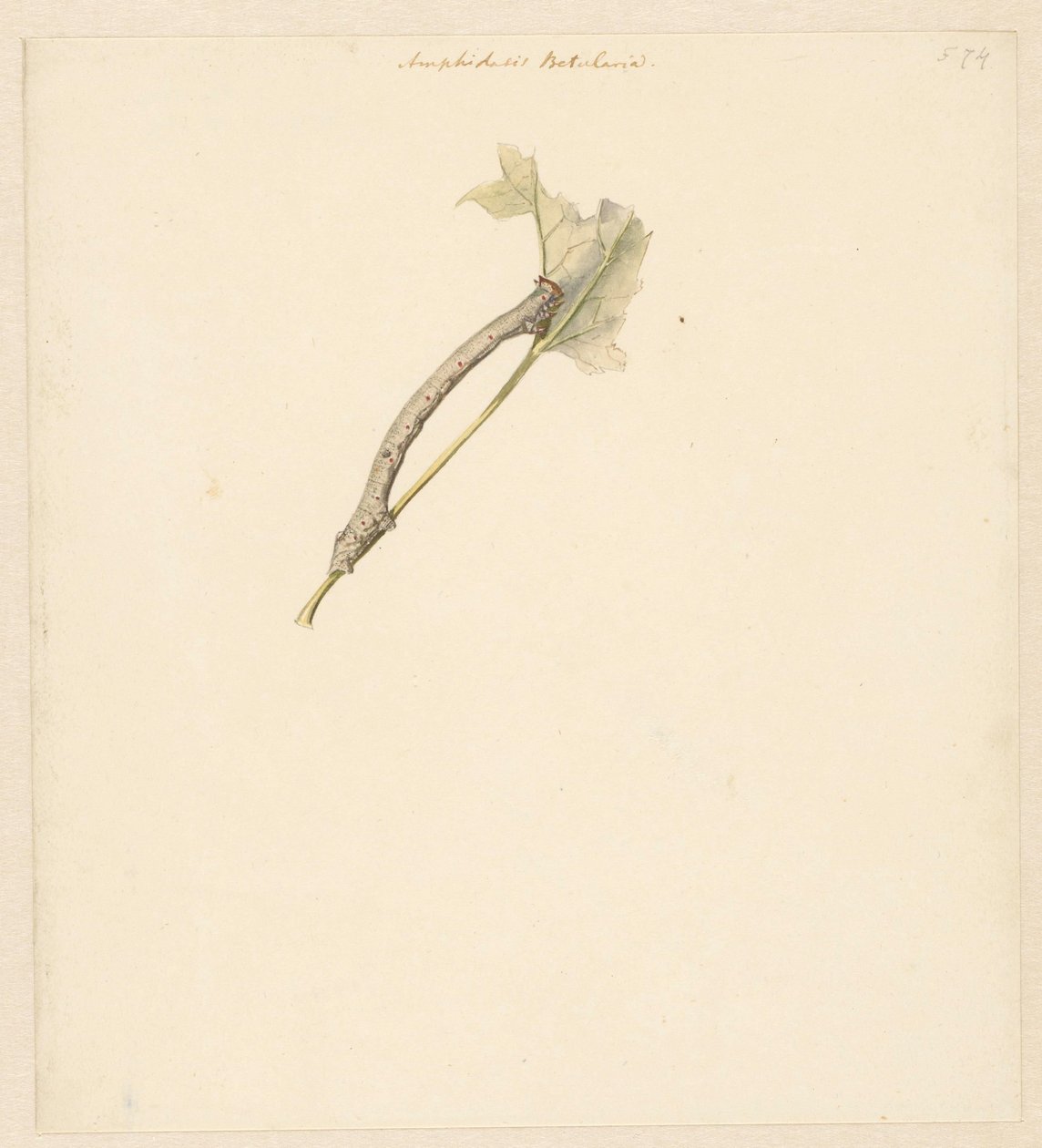 Hoja de estudio con oruga, Amphidasis Betularia de Albertus Steenbergen
