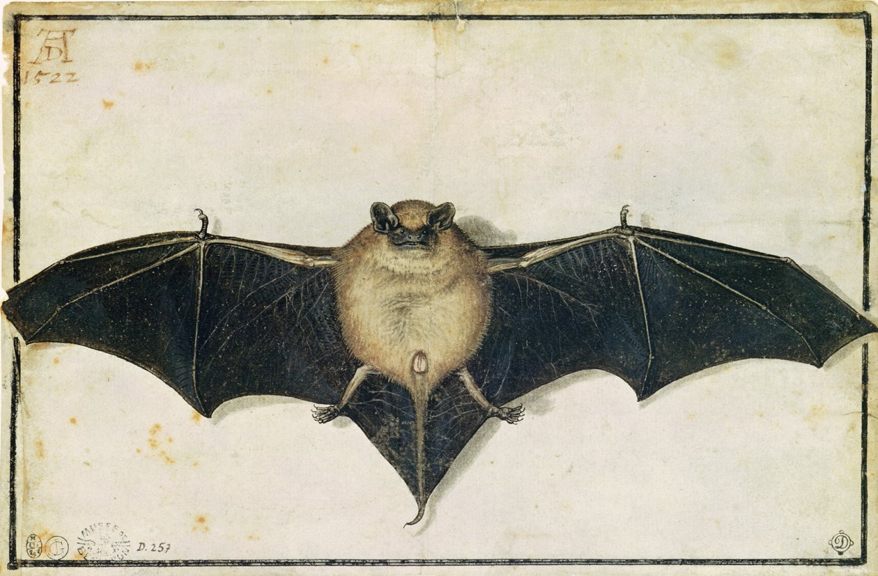 Murciélago, 1522 de Albrecht Dürer
