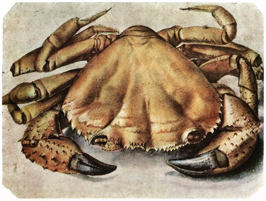 Cangrejo de Albrecht Dürer