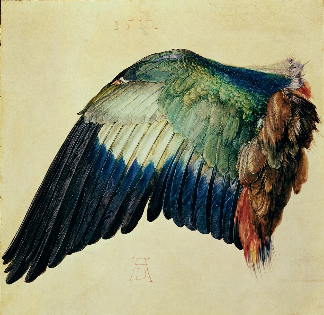 Ala de un Carraca Azul, 1512 de Albrecht Dürer