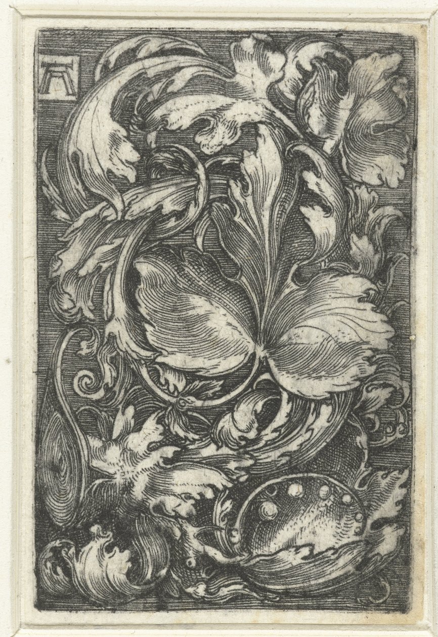Ornamento con bladranken de Albrecht Altdorfer