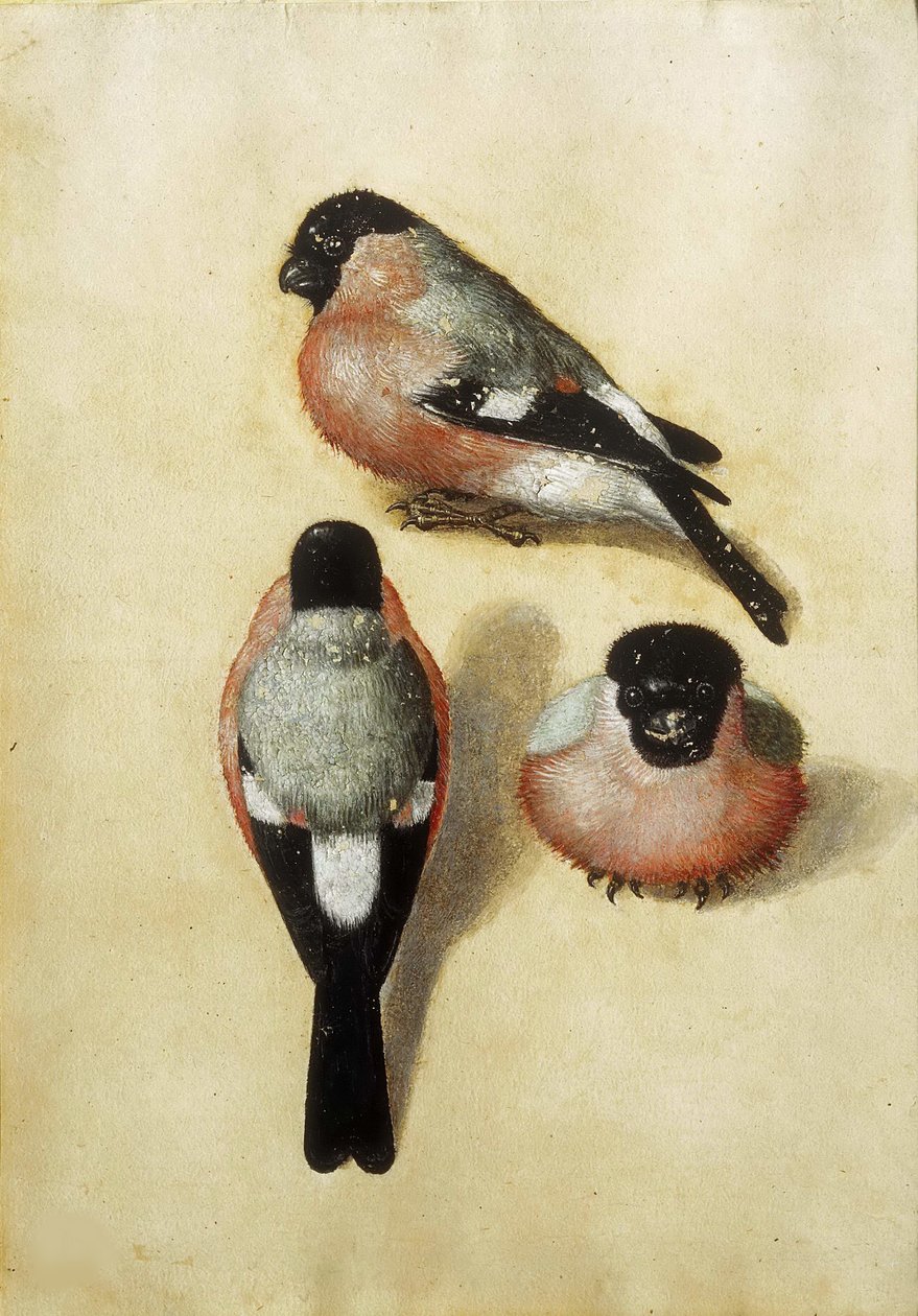 Pájaro en tres posiciones, 1520 de Albrecht Dürer