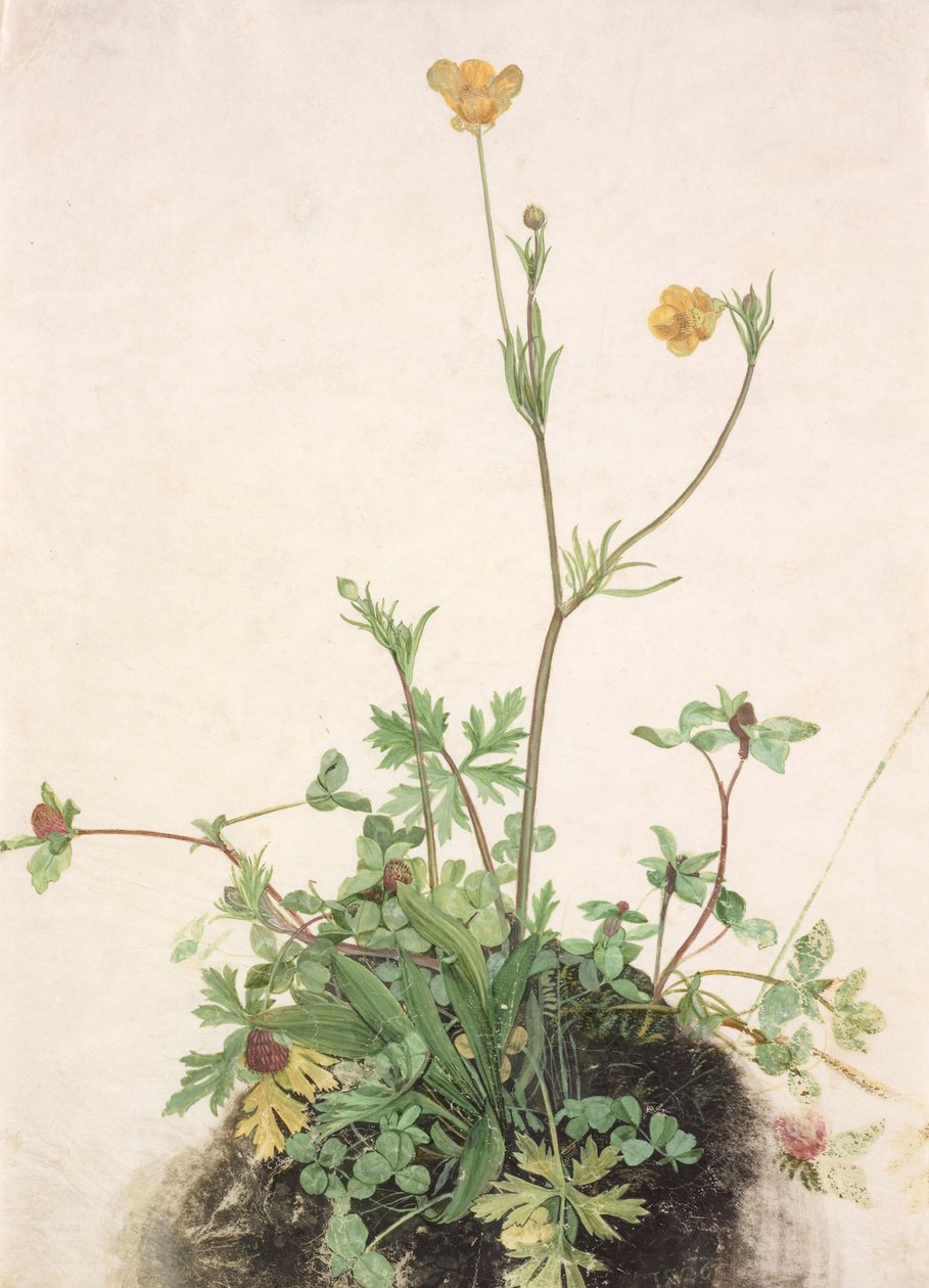 Ranúnculos, trébol rojo y llantén, 1526 de Albrecht Dürer