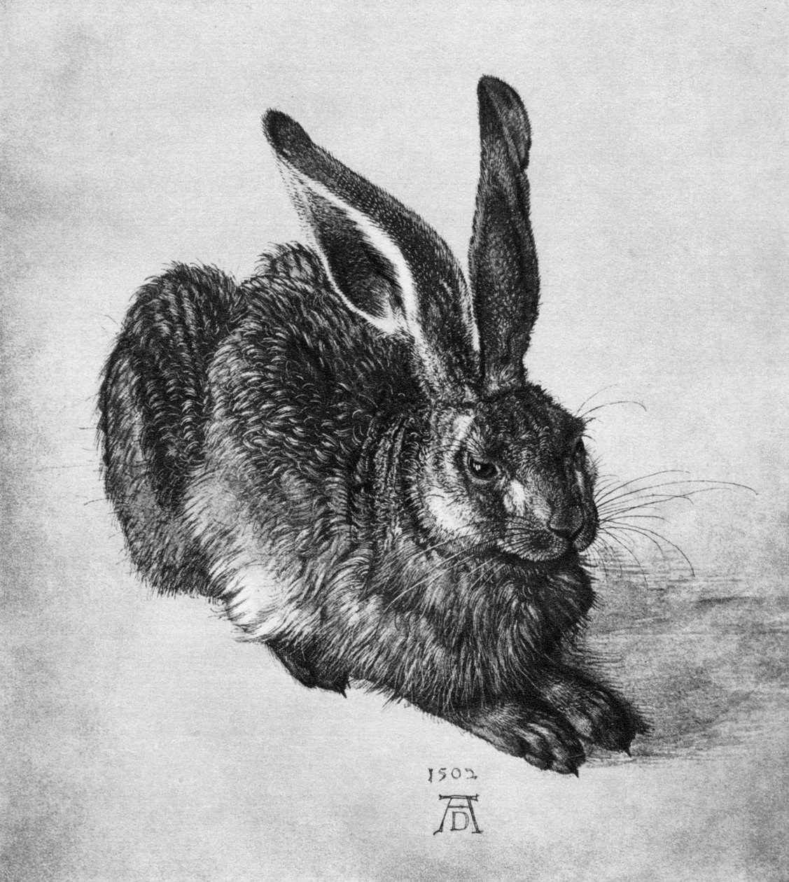 Liebre, 1502, 1936 de Albrecht Dürer