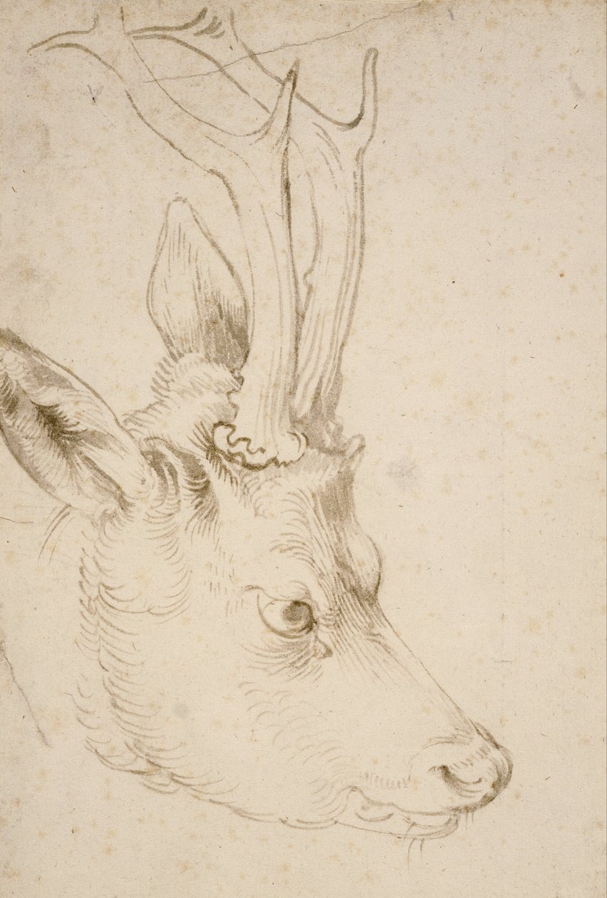 Cabeza de un Corzo de Albrecht Dürer