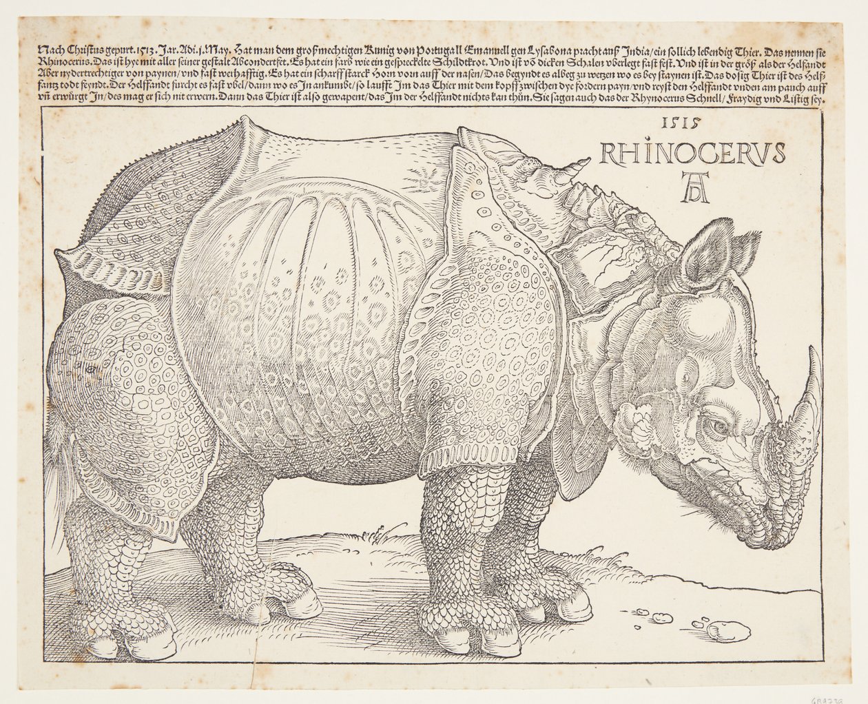 El rinoceronte de Albrecht Dürer