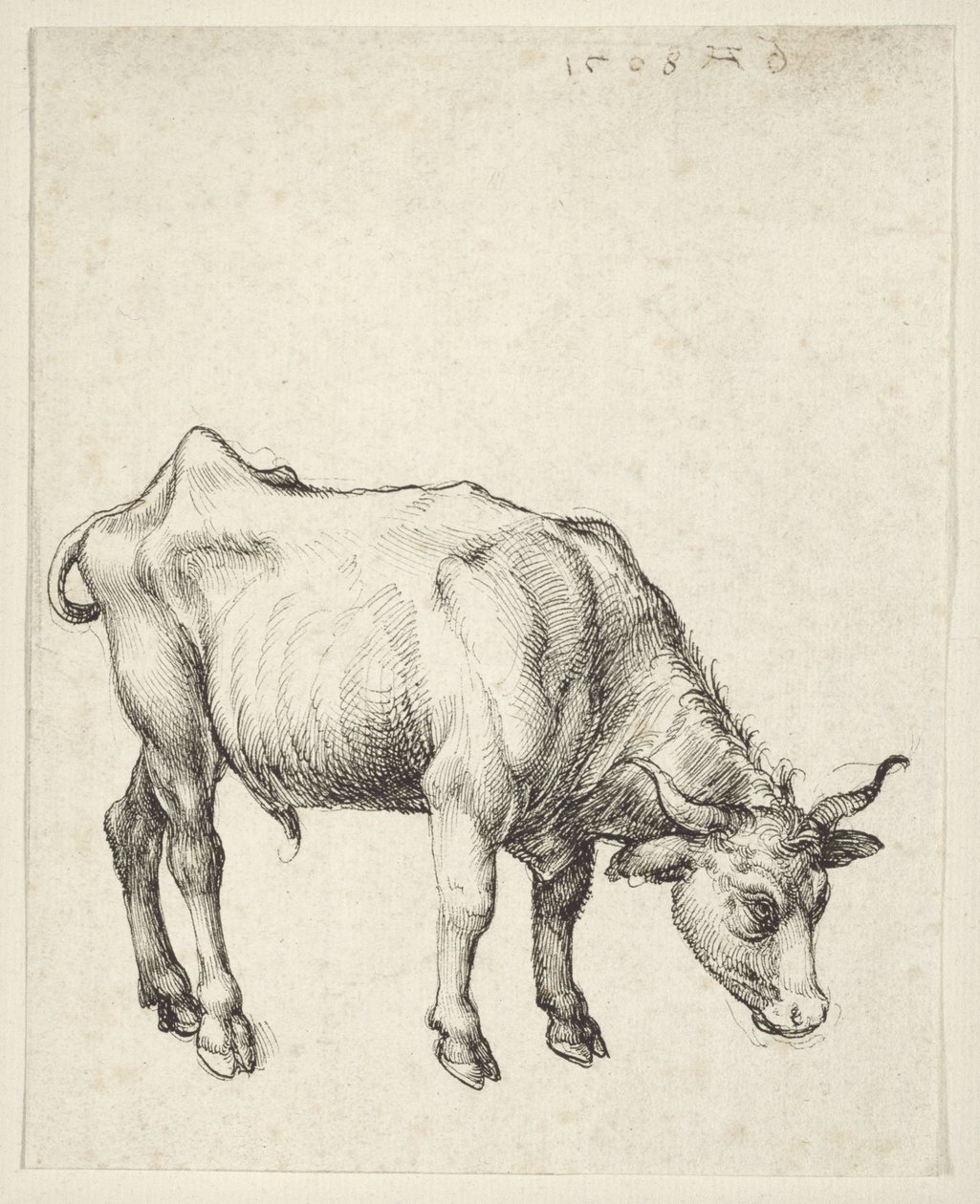 Joven Toro de Albrecht Dürer