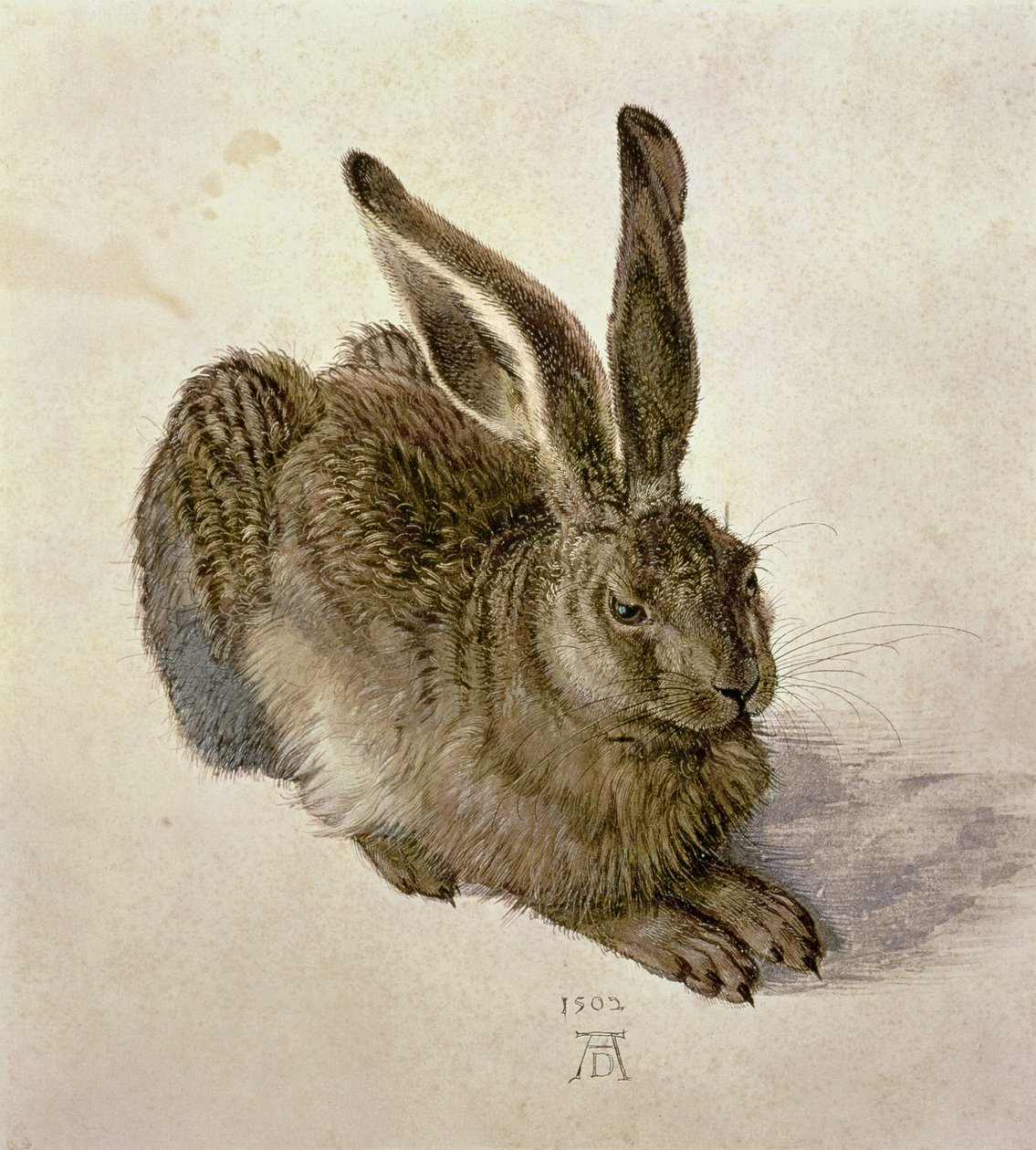 Liebre joven de Albrecht Dürer