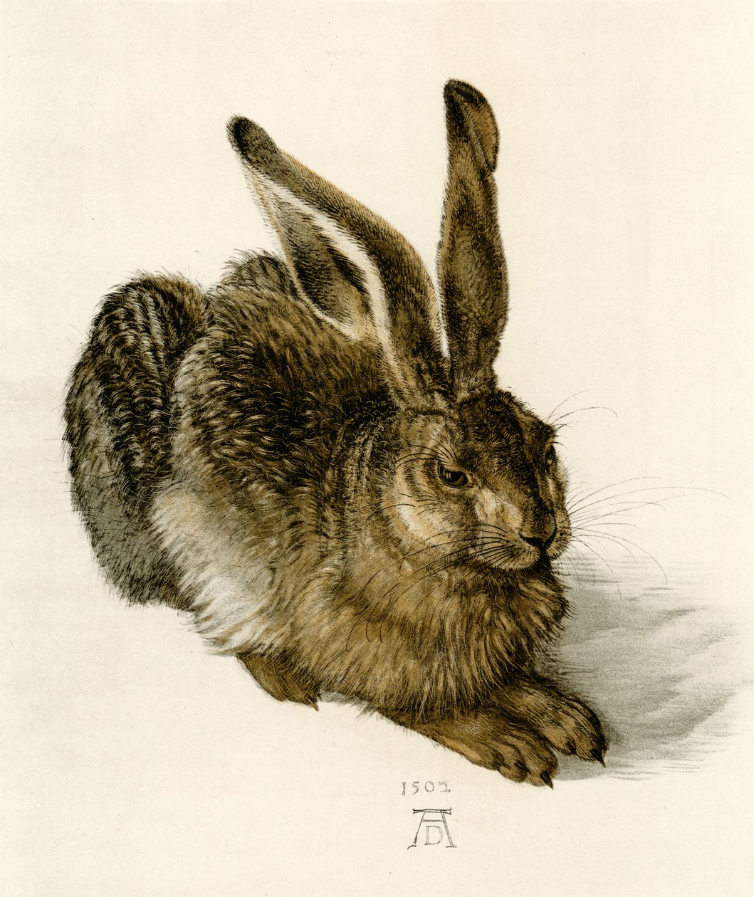 Liebre joven de Albrecht Dürer