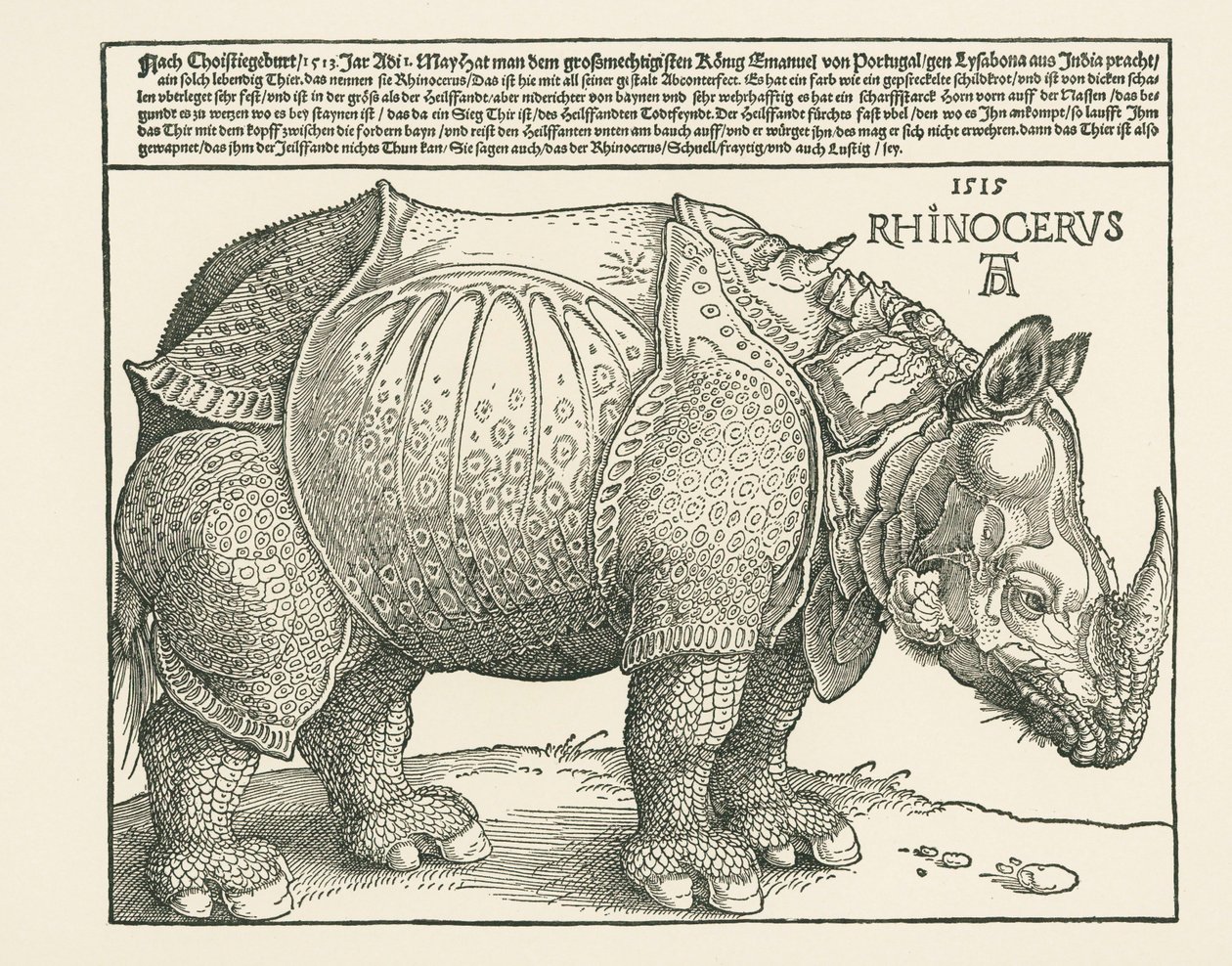 El Rinoceronte de Albrecht Dürer or Duerer