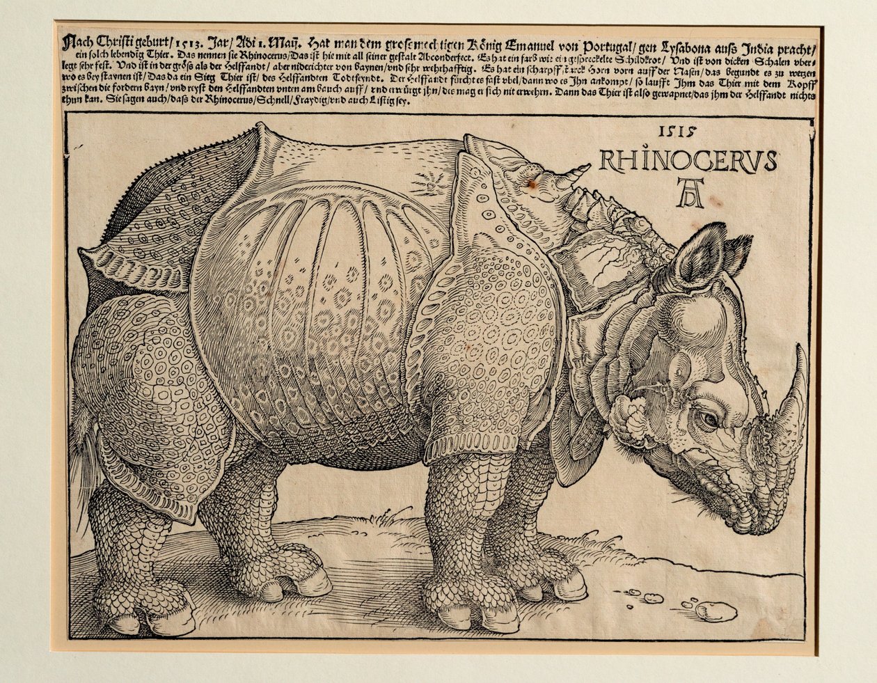 El Rinoceronte de Albrecht Dürer or Duerer