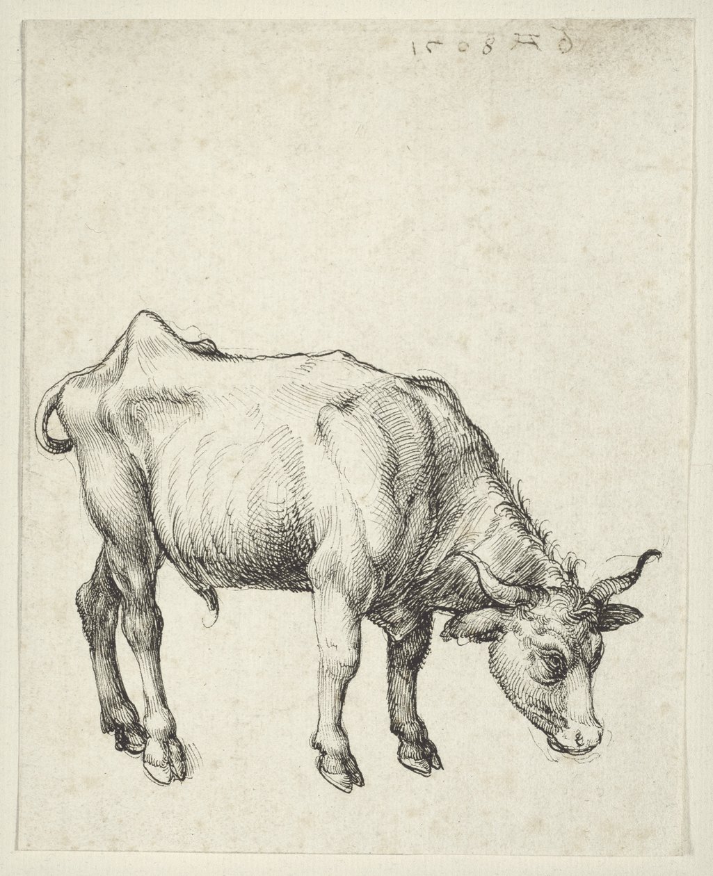 Toro Joven, c.1493 de Albrecht Dürer