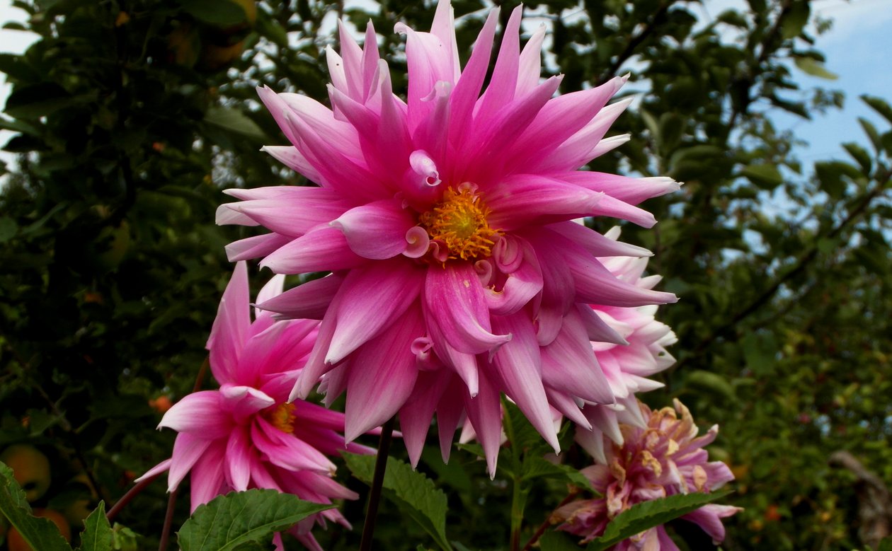 Jardín de Alex Caminker