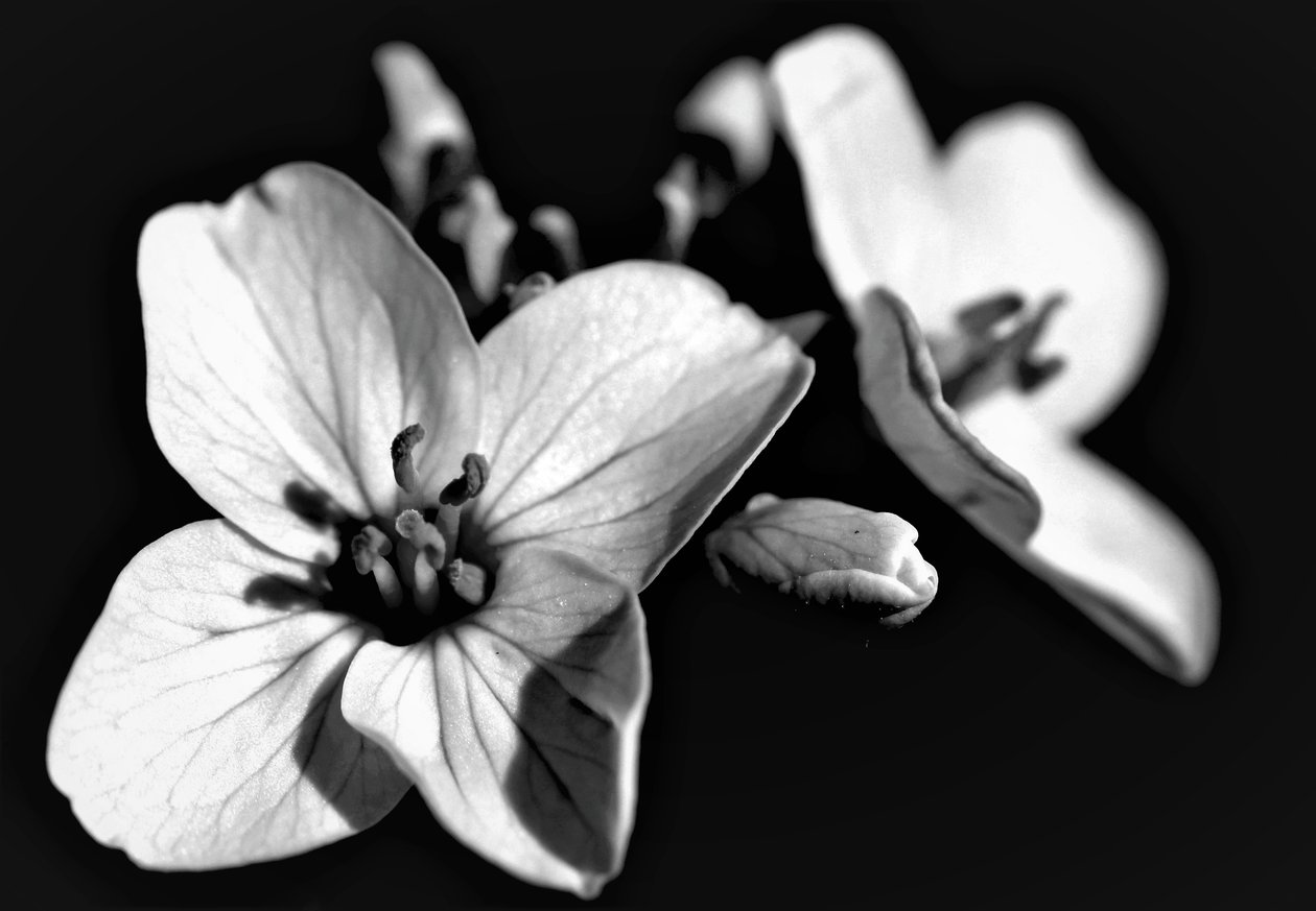 Composición natural de Alex Caminker