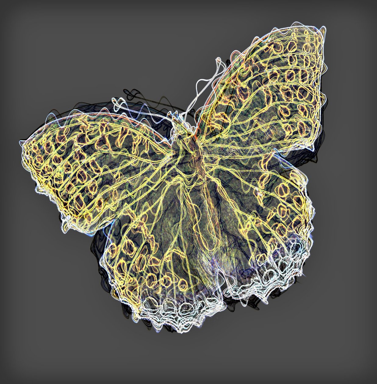 Mariposa 9 de Alex Caminker